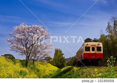 春の小湊鉄道・天空の桜と並ぶ 春の小湊鉄道・天空の桜と並ぶ 10280008