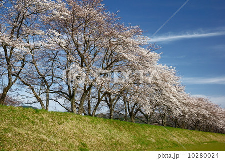堤防の桜並木 堤防の桜並木 10280024