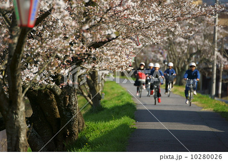 桜並木の通学路 鳥取県南部町法勝寺 の写真素材