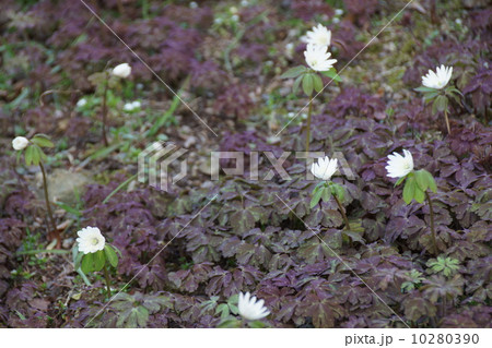 イチリンソウ 10280390