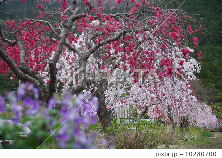 しだれ桃 10280700