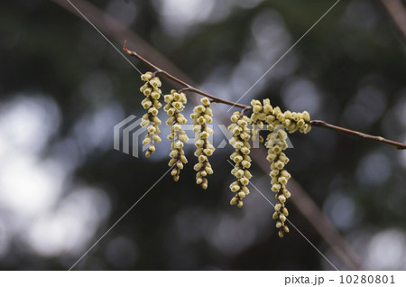 キブシ キブシ 10280801