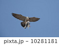 ハヤブサ 10281181