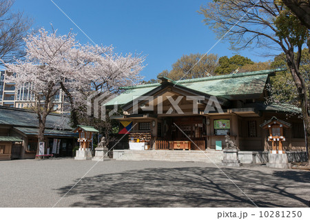 東郷神社拝殿とサクラ 10281250