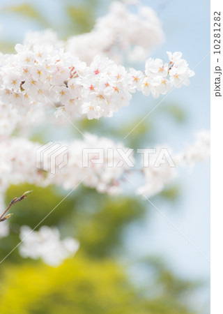 ソメイヨシノ　季節の花写真素材 10281282