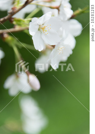 ソメイヨシノ 季節の花写真素材 ソメイヨシノ 季節の花写真素材 10281283