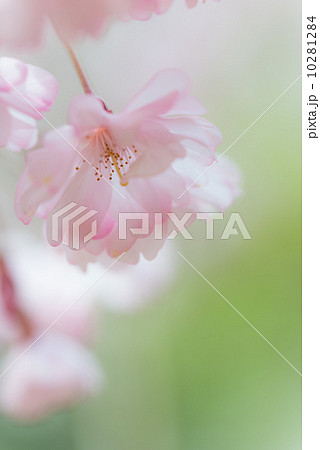 八重咲きのサクラ 季節の花写真素材 八重咲きのサクラ 季節の花写真素材 10281284