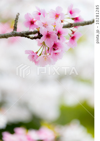陽光桜　ヨウコウザクラ　季節の花　写真素材 10281285