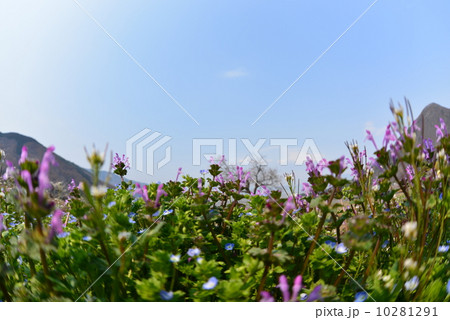 春の野原 春の野原 10281291