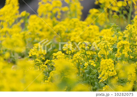菜の花　季節の花　写真素材 10282075