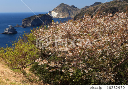 春の奥石廊崎 春の奥石廊崎 10282970