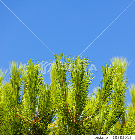 Green Young Pine Brunch 10283012
