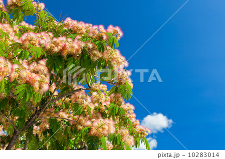 Pink Blossom Acacia Tree Brunches 10283014