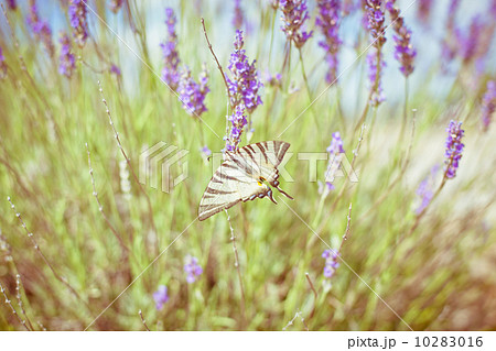 Butterfly at Lavender Bush 10283016