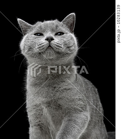 kitten on black background. vertical photo. kitten on black background. vertical photo. 10283139