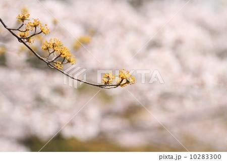 サンシュの花 サンシュの花 10283300