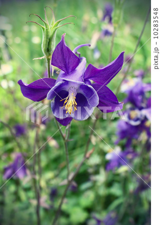 Beautiful flower of Aquilegia 10283548