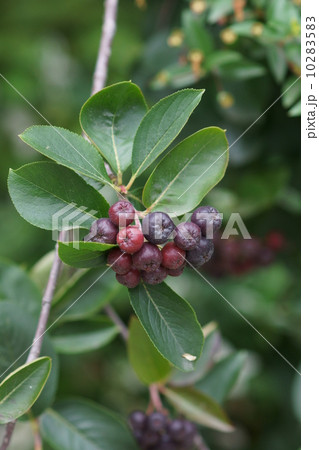 アロニア　チョークベリーと呼ばれています。 10283583