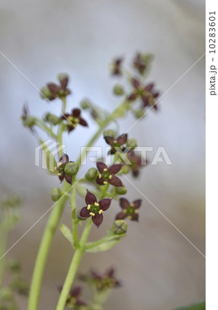アオキの花 アオキの花 10283601