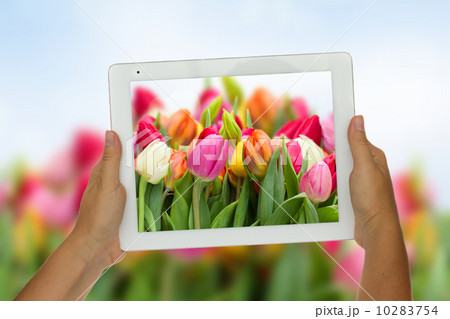 holding tablet against spring flowers background holding tablet against spring flowers background 10283754