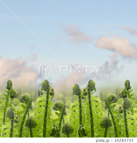 green ferm sprouts under blue sky green ferm sprouts under blue sky 10283755