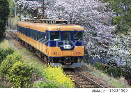 春の大井川鉄道 10284509