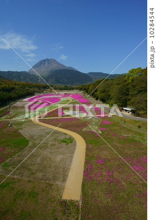 島原芝桜公園 島原芝桜公園 10284544