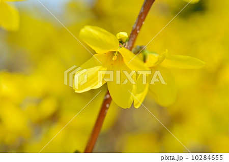 レンギョウ 10284655