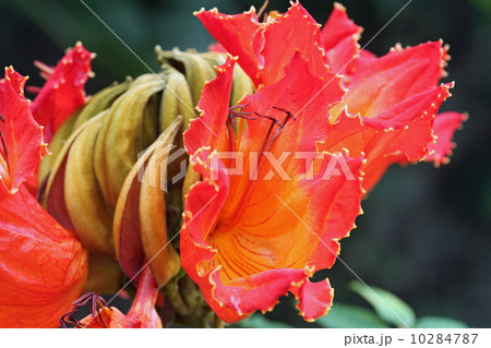 カエンボク 10284787