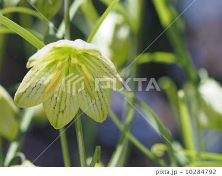 バイモ バイモ 10284792