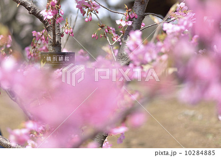 桜 10284885