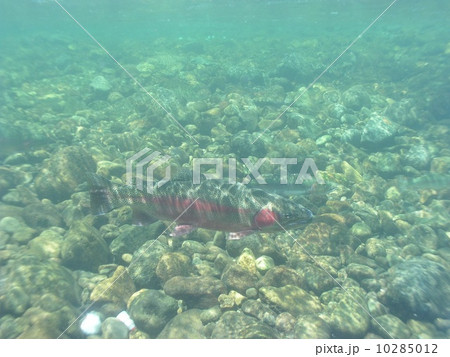 ニジマス 10285012