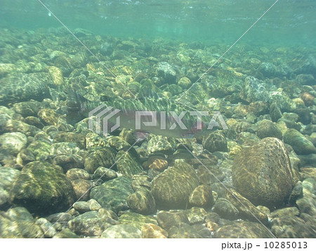 ニジマス 10285013