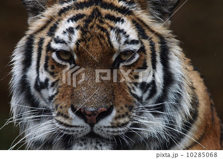 雨のアムールトラ(多摩動物公園) 10285068