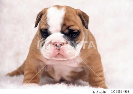 ブルドッグの子犬 ブルドッグの子犬 10285463