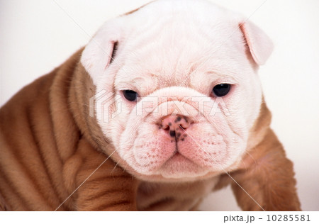 ブルドッグの子犬 ブルドッグの子犬 10285581