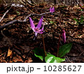 野生のカタクリの花 10285627