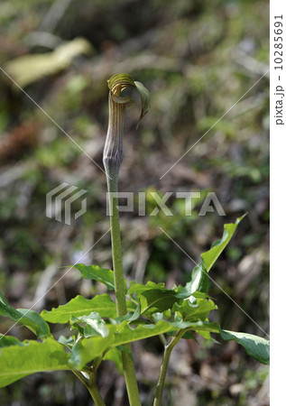 ヒガンマムシグサ 10285691