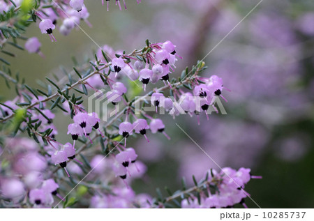 ジャノメエリカ ジャノメエリカ 10285737