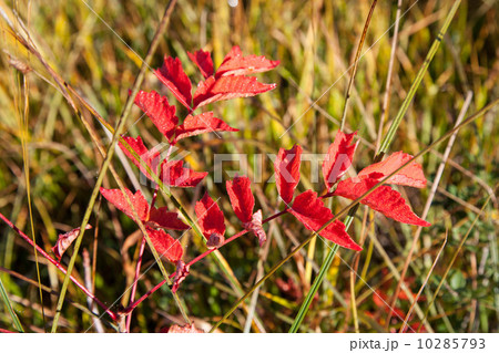 紅葉 10285793