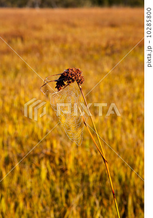 クモの巣 10285800