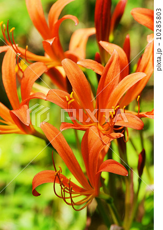 オオキツネノカミソリ 10285803