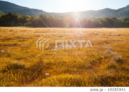 尾瀬国立公園 尾瀬国立公園 10285941