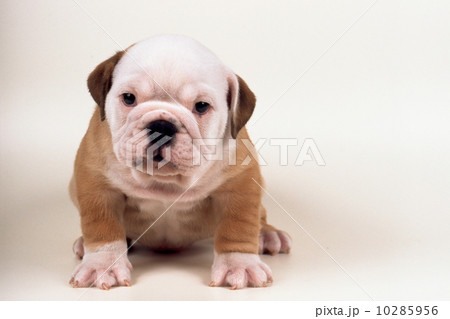 ブルドッグの子犬 ブルドッグの子犬 10285956
