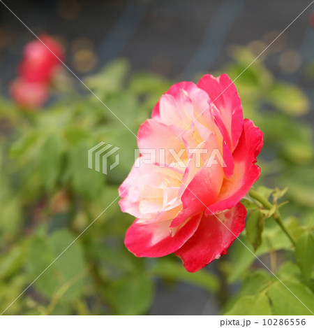 ダブル・デライト 10286556