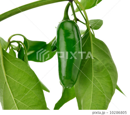 hot green pepper hot green pepper 10286805