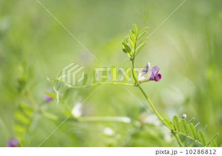 カラスノエンドウ 10286812