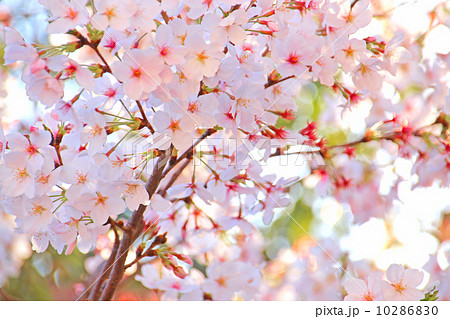 桜 花 ソメイヨシノ 自然 空 満開 桃色 春 晴れ 植物 花びら 花見 風景 季節 日本 コ の写真素材