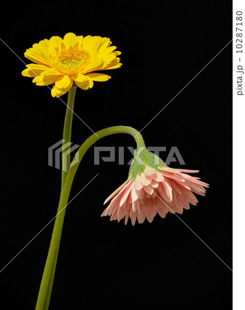 イエローとピンクのガーベラ イエローとピンクのガーベラ 10287180