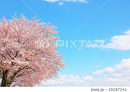 桜 ソメイヨシノ 青空 自然 空 満開 花 桃色 青空 春 晴れ 植物 花びら 花見 風景 屋 の写真素材